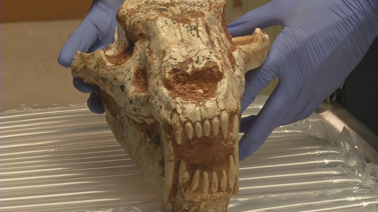 CUSTOMS SEIZURE: Saber Tooth Tiger Skull